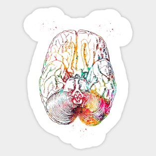 Human brain section Sticker